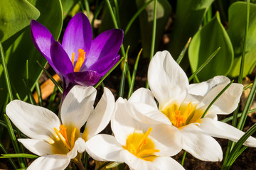 White and purple flowering spring crocuses
