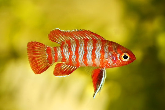 Scarlet badis badis percoid aquarium fish Dario Dario - Image 