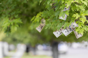 Money growing on tree, USA currency dollar, cash crop, money tree, finance concept stock,...