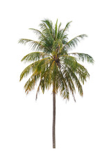 coconut tree beautiful on white background