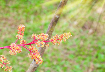 Close up Mango flower blooming at summer garden agriculture