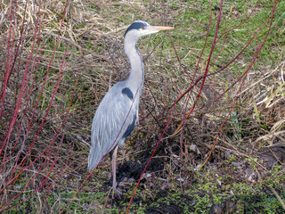 Heron on bank of the River Colne, Rickmansworth, Hertfordshire, UK
