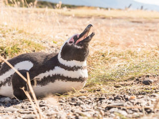 The colony of penguins on the Martillo island in the Beagle Channel. Argentina Patagonia, Ushuaia....