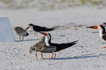 Black skimmer (Rynchops niger)  Pensacola, Florida, USA.
