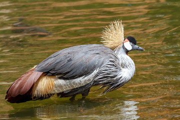 Beautiful grey crowned Common crane (Grus Grus)