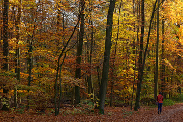 Spaziergang durch den herbstlichen Wald, Ratingen, NRW, Deutschland