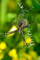 Spider, Argiope bruennichi