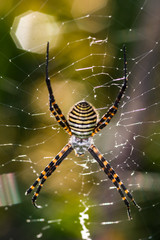 Spider, Argiope bruennichi