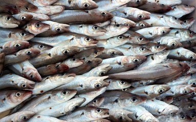 Little mullets, Mulidae is the scientific name,  freshly caught at the market. Food background