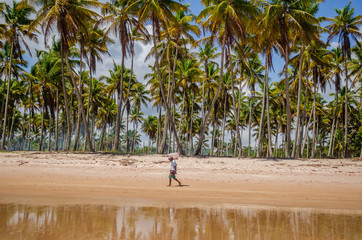 Coqueiral na Ilha de Boipeba, Bahia, Brasil. Fevereiro 2019.