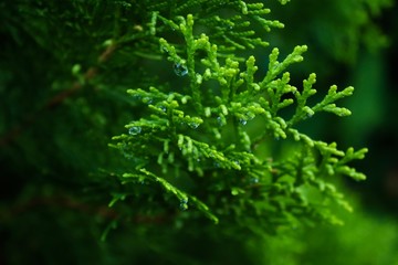 background of green leaves spruce