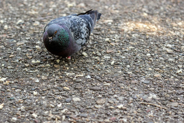 Pigeon eating crumbs 