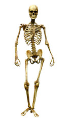 3D Rendering Human Skeleton on White