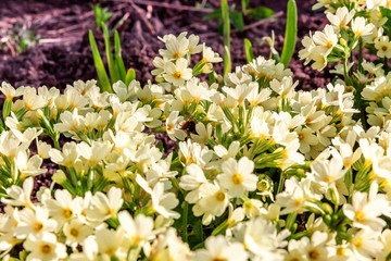 Primrose Primula with yellow flowers. Inspirational natural floral spring or summer blooming garden or park under soft sunlight and blurred bokeh background. Colorful blooming ecology nature landscape