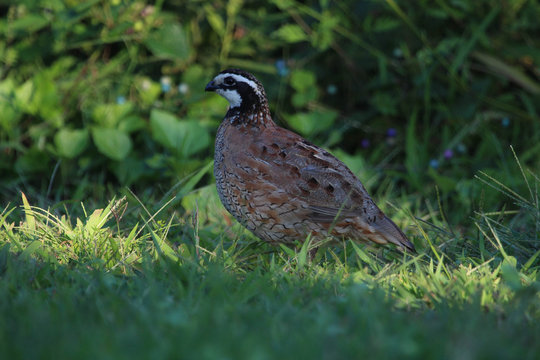 Bobwhite