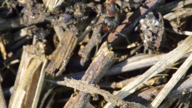 ralenti sur une fourmi rouge