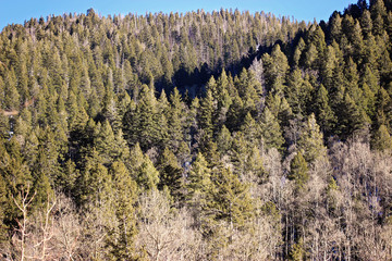 Taos Trees
