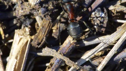 fourmis rouges sur la fourmilière