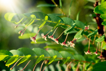 Flower of Origin tree or Phyllanthus pulcher flowers beneath the leaves with sunshine to create a warm feeling.