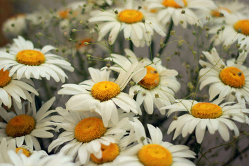 Large festive bouquet of daisies with small flowers