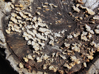 parasite de la souche