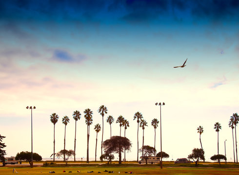 Palm Trees Lining the Beach