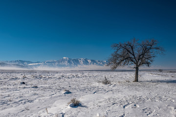 winter landscape