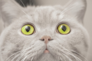 portrait of cute cat with green eyes