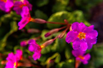 Fototapeta na wymiar Primrose Primula with pink flowers. Inspirational natural floral spring or summer blooming garden or park under soft sunlight and blurred bokeh background. Colorful blooming ecology nature landscape