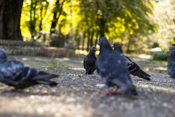 Park Pigeons, sunny day