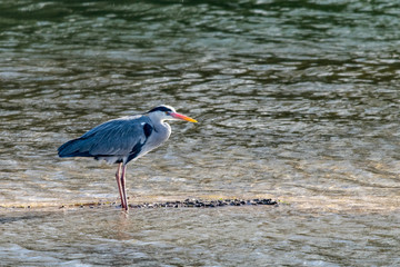 Grey heron (ardea cinerea) standing in shallow lake water