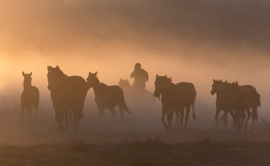 Fototapeta na wymiar Cowboy dander, smoke and dust was in the wild horses