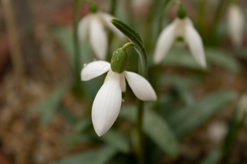 Galanthus rizehensis - Rize kardeleni
