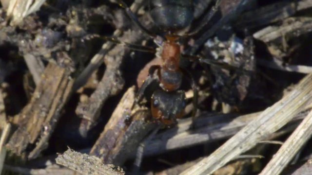 une fourmi rouge se frotte le pattes