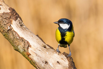 Great Tit, Paris Major, perched on a branch, set against a blurred background