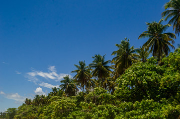 Fototapeta na wymiar Coqueiral na Ilha de Boipeba, Bahia, Brasil. Fevereiro 2019.
