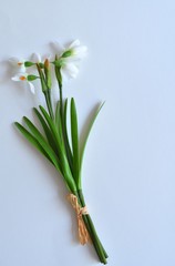 bouquet of fresh snowdrops on a white table. Spring mood