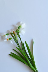 bouquet of fresh snowdrops on a white table. Spring mood