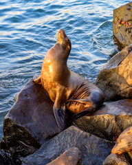 Sea Lion2