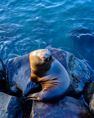 Sea Lion Smile