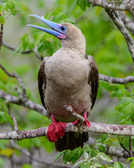 Red Footed Booby