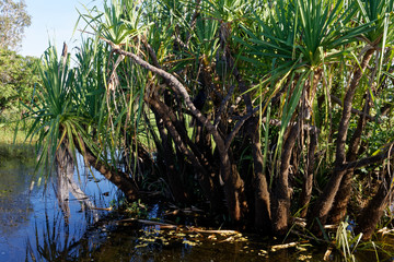 Wężówka australijska (anhinga novaehollandiae) na drzewie chlebowca (Yellow Water, Park Narodowy Kakadu, NT, Australia) - obrazy, fototapety, plakaty