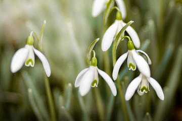 Fototapeta premium Galanthus