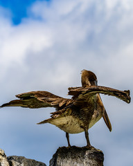 Brown Pelican
