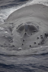Extreme Humpback Whale Closeup