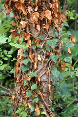 Crawler plant with partially dried leaves wrapped around tall tree trunk growing in local garden surrounded with leaves and trees in background on warm summer day
