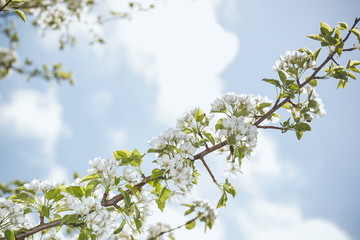 blooming flowers on trees in the garden