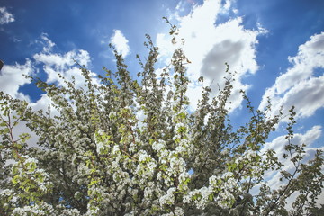 blooming flowers on trees in the garden