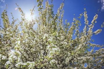 blooming flowers on trees in the garden