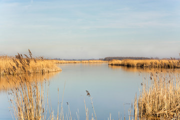 Beautiful view on the Alblasserwaard, an area in het Groene Hart of the Netherlands. A beautiful day in early spring with a view on water and reed. The Pelgrimspad, a trail, leads you through